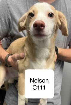 Nelson C111 -  Terrier and Corgi Dog for Adoption in Morganton, North Carolina - Nelson C111 | PetCurious