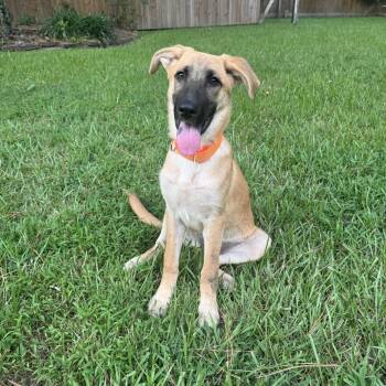 Emery -  German Shepherd Dog and Husky Dog for Adoption in Humble, Texas - Emery | PetCurious