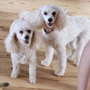 Poodle Dogs Available for Adoption in Huntsville, Alabama - Sadie | PetCurious