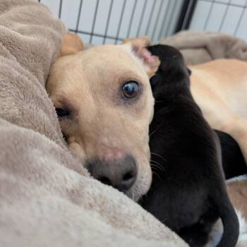 Dachshund Dogs Available for Adoption in Huntsville, Alabama - Music | PetCurious