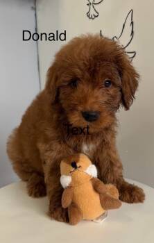 Rescue Goldendoodle Dogs for Adoption in Los Angeles, California - Donald #0283 | PetCurious