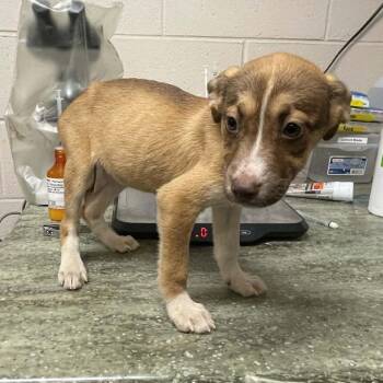 Mixed Breed Dogs Available for Adoption in Wantagh, New York - Petal | PetCurious