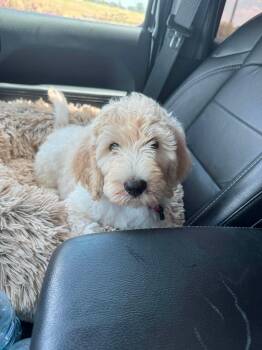 Lark -  Goldendoodle Dog for Adoption in Wichita Falls, Texas - Lark | PetCurious