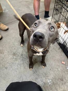 Diamond -  Pit Bull Terrier Dog for Adoption in Swainsboro, Georgia - Diamond | PetCurious