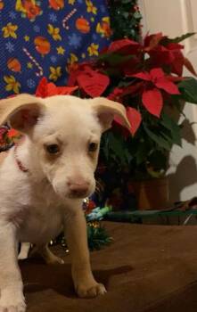 Rescue Mixed Breed Dogs for Adoption in Puyallup, Washington - Nutmeg | PetCurious