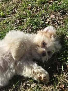 Terrier Dogs Available for Adoption in Candler, North Carolina - Eldon | PetCurious