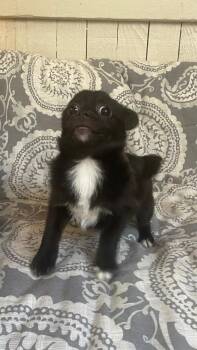 Pug and Chihuahua Dogs Available for Adoption in Fort Worth, Texas - Chia | PetCurious