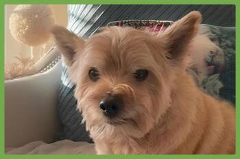 Samson -  Norwich Terrier Dog for Adoption in Amherst, Massachusetts - Samson | PetCurious