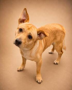 Seth -  Chihuahua and Mixed Breed Dog for Adoption in Bowling Green, Kentucky - Seth | PetCurious