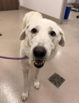 AVA -  Great Pyrenees Dog for Adoption in Baytown, Texas - AVA | PetCurious