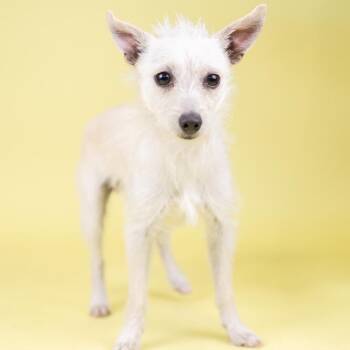 Terrier Dogs Available for Adoption - Sevro | PetCurious