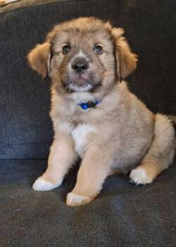 Miles -  Mixed Breed Dog for Adoption in Mesa, Arizona - Miles | PetCurious