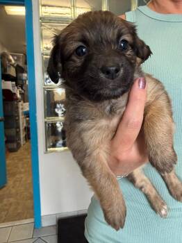 Leafeon -  Chihuahua and Shepherd Dog for Adoption in Carson City, Nevada - Leafeon | PetCurious