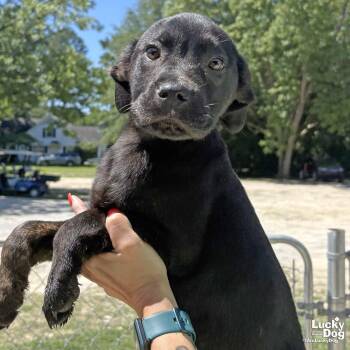 Valor -  Labrador Retriever Dog for Adoption in Washington, District Of Columbia - Valor | PetCurious