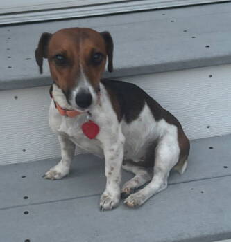 Rescue Jack Russell Terrier Dogs for Adoption in Columbia, Tennessee - Jill * | PetCurious