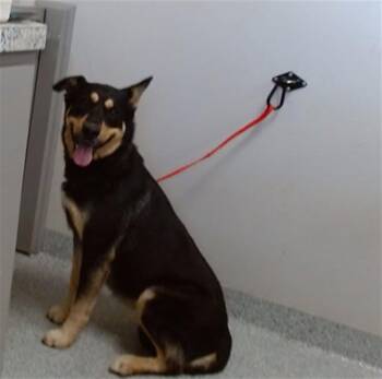 Labrador Retriever and Siberian Husky Dogs Available for Adoption in Pasadena, Texas - VELA | PetCurious