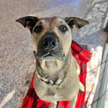 Poblano -  German Shepherd Dog and Mixed Breed Dog for Adoption in Salt Lake City, Utah - Poblano | PetCurious
