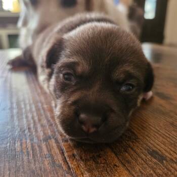 Rescue Chihuahua Dogs for Adoption in Phoenix, Arizona - Ollie | PetCurious