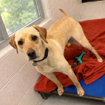 Yellow Labrador Retriever Dogs Available for Adoption - Max | PetCurious