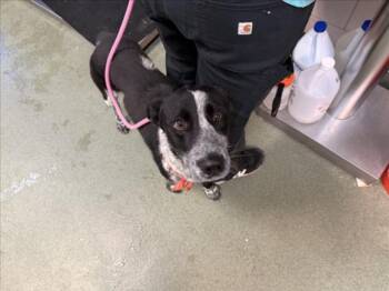 AREN -  Mixed Breed Dog for Adoption in Santa Fe, New Mexico - AREN | PetCurious
