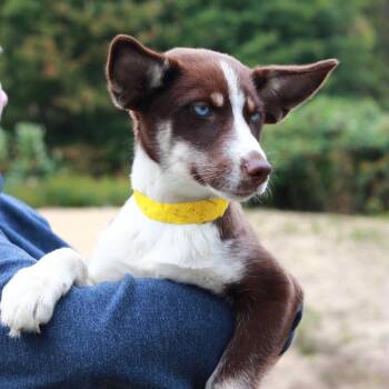CT Tortellini -  Shepherd and Husky Dog for Adoption in Eastford, Connecticut - CT Tortellini | PetCurious