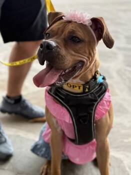 Mixed Breed Dogs Available for Adoption in Chamblee, Georgia - Jillian | PetCurious