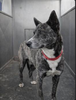 Australian Cattle Dog Blue Heeler and Border Collie Dogs Available for Adoption in Farmington, Missouri - Earl Grey | PetCurious