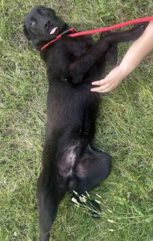 Labrador Retriever Dogs Available for Adoption in Wetumpka, Alabama - 260551  Ed | PetCurious