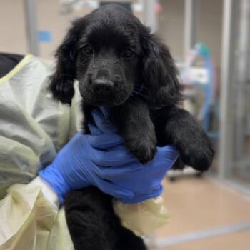 Yoyo A2296074 -  Cocker Spaniel Dog for Adoption in Los Angeles, California - Yoyo A2296074 | PetCurious