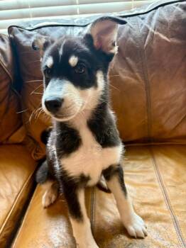 Collie and Husky Dogs Available for Adoption in Saugus, Massachusetts - Dora | PetCurious