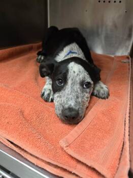 ONE -  Pit Bull Terrier Dog Available for Adoption in Rancho Cucamonga, California - ONE | PetCurious