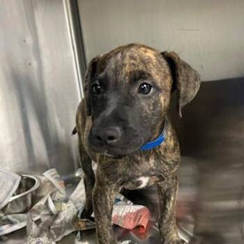 Deuce -  Mixed Breed Dog for Adoption in Knoxville, Tennessee - Deuce | PetCurious