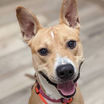 Timmy -  Cattle Dog and Australian Cattle Dog Blue Heeler Dog for Adoption in Phoenix, Arizona - Timmy | PetCurious