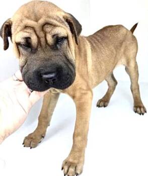 Shar Pei and Mixed Breed Dogs Available for Adoption in Houston, Texas - A655088 | PetCurious