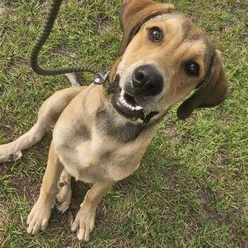 Buck 5701 -  Mixed Breed Dog for Adoption in Loxahatchee Groves, Florida - Buck 5701 | PetCurious