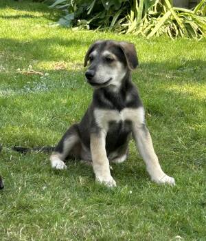 Jake -  Border Collie and Australian Cattle Dog Blue Heeler Dog for Adoption in Bend, Oregon - Jake | PetCurious