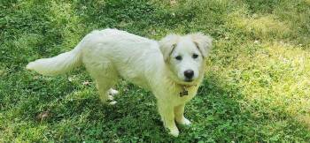 Great Pyrenees and Golden Retriever Dogs Available for Adoption in Pittsboro, North Carolina - Daphne | PetCurious