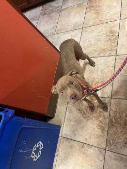 Rosie Red -  Mixed Breed Dog for Adoption in Cincinnati, Ohio - Rosie Red | PetCurious