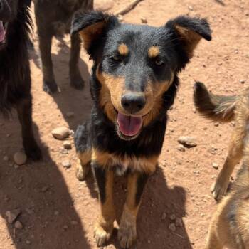 Dairy Free -  Mixed Breed Dog for Adoption in Moab, Utah - Dairy Free | PetCurious