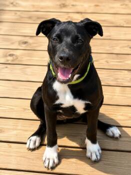 Quiggle SS -  Labrador Retriever and Terrier Dog for Adoption in South Portland, Maine - Quiggle SS | PetCurious
