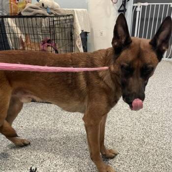 Shepherd and Belgian Shepherd Malinois Dogs Available for Adoption in Port Charlotte, Florida - Titan | PetCurious