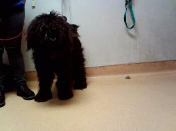 Poodle and Mixed Breed Dogs Available for Adoption in Martinez, California - EBONY | PetCurious