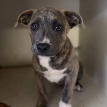 Terrier Dogs Available for Adoption - Chester | PetCurious