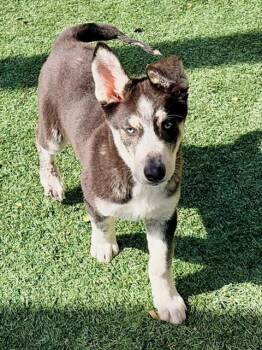 Siberian Husky Dogs Available for Adoption - HEIDI | PetCurious