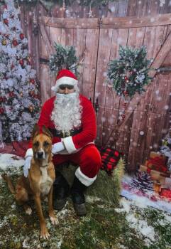 Rescue German Shepherd Dog and Mixed Breed Dogs for Adoption in San Antonio, Texas - AAA Felix | PetCurious