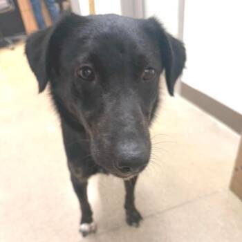 Faye -  Labrador Retriever and Mixed Breed Dog for Adoption in Sand Springs, Oklahoma - Faye | PetCurious