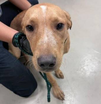 Bambam -  Pit Bull Terrier Dog for Adoption in Austin, Texas - Bambam | PetCurious