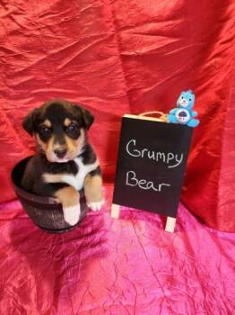 Rescue Mixed Breed Dogs for Adoption in Knoxville, Tennessee - Grumpy-Bear | PetCurious