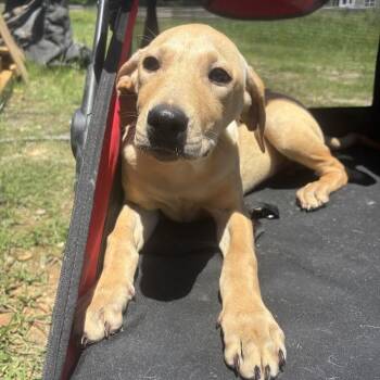 Cornbread -  Labrador Retriever Dog for Adoption in North Charleston, South Carolina - Cornbread | PetCurious