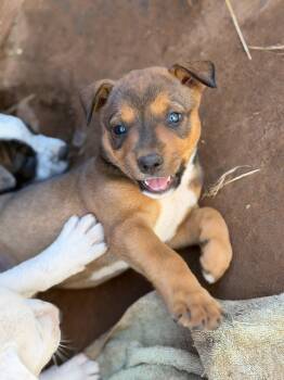 Sweetie -  Cattle Dog Dog for Adoption in Piedmont, Oklahoma - Sweetie | PetCurious